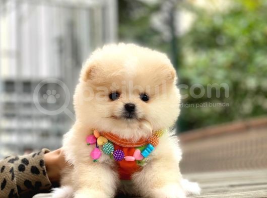Pomeranian Boo görsel