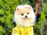 Gülen Surat Pomeranian Boo Yavrular