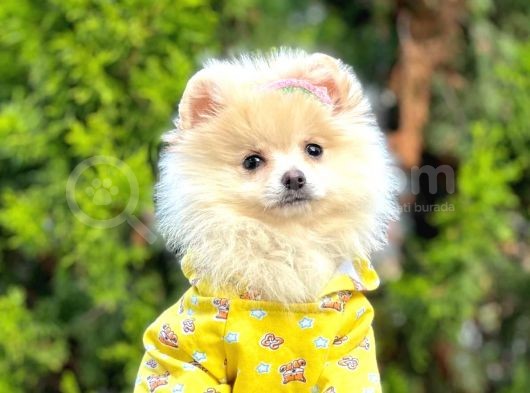Gülen Surat Pomeranian Boo Yavrular görsel