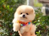 Pomeranian Boo