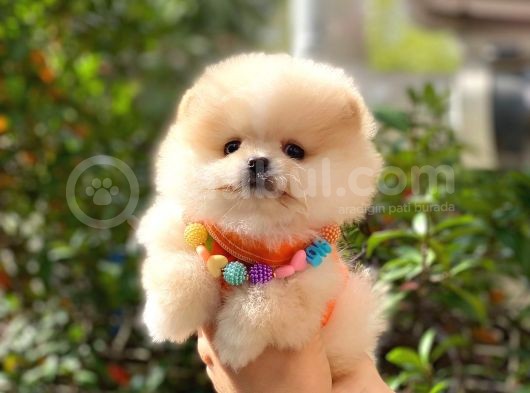 Pomeranian Boo