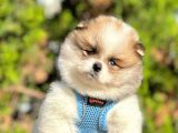 Gülen Surat Pomeranian Boo Yavrular