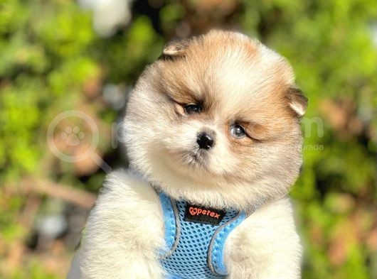 Gülen Surat Pomeranian Boo Yavrular görsel