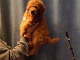 Özel Elit Irk Garantili Yavrular