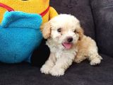 Malti̇po Ci̇nsi̇