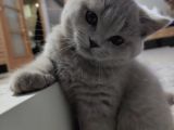 British Shorthair Orjinal 3 Aylik Son Yavrular - 1 Di̇şi̇ 1 Erkek