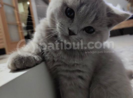 British Shorthair Orjinal 3 Aylik Son Yavrular - 1 Di̇şi̇ 1 Erkek