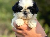 Orjinal Sıfır Burun Shih Tzu