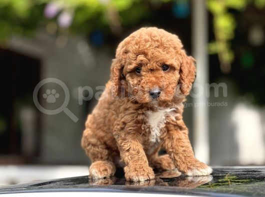 Red Toy Poodle Bebekler görsel