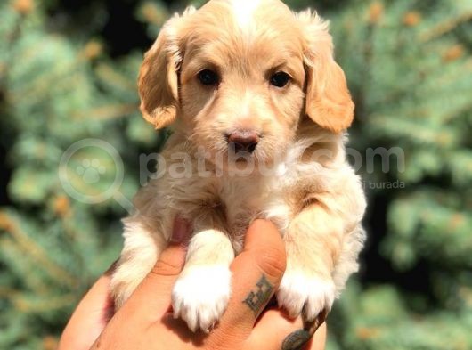 Latte Renk Maltıpoo görsel