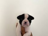 Son Erkek French Buldog