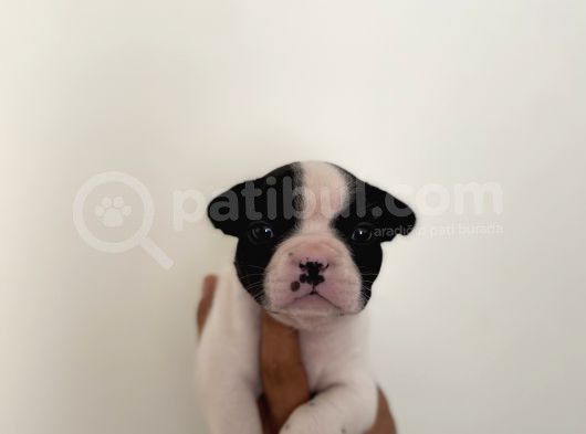 Son Erkek French Buldog