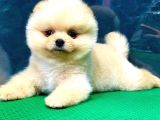 Show Kali̇te Pomerani̇an Boo Yavrular
