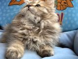 British Longhair Yavrumuz