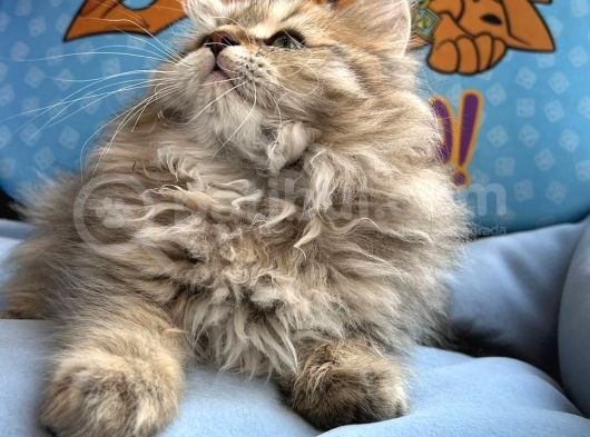 British Longhair Yavrumuz