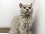 British Shorthair Orjinal 3 Aylik Son Yavrular - 1 Di̇şi̇ 1 Erkek