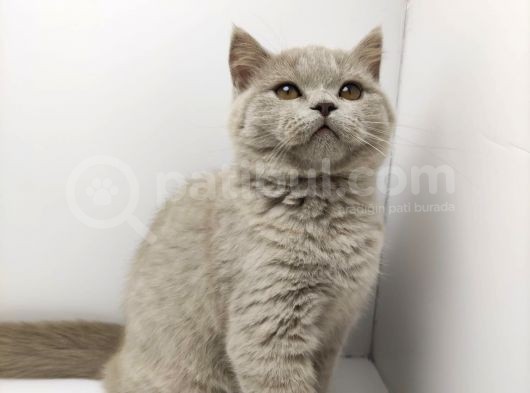 British Shorthair Orjinal 3 Aylik Son Yavrular - 1 Di̇şi̇ 1 Erkek görsel