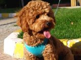 8 Aylık Wc Eğitimli Toy Poodle