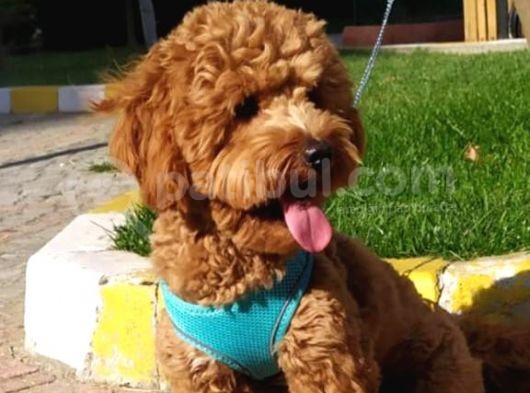 8 Aylık Wc Eğitimli Toy Poodle
