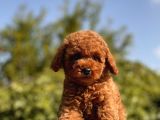 Red Safkan Toy Poodle Bebekler