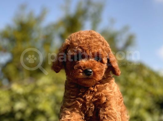 Red Safkan Toy Poodle Bebekler