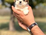 Teacup Shih _tzu Yavrumuz