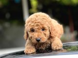 Sevi̇mli̇ Toy Poodle Bebekler