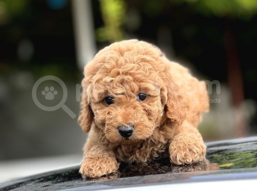 Sevi̇mli̇ Toy Poodle Bebekler görsel