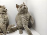 British Shorthair Orjinal 3 Aylik Son Yavrular - 1 Di̇şi̇ 1 Erkek