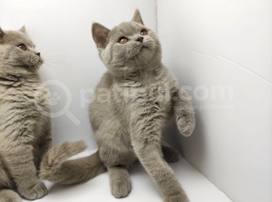 British Shorthair Orjinal 3 Aylik Son Yavrular - 1 Di̇şi̇ 1 Erkek görsel