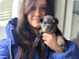 Minyatür Schnauzer Yavru(Bursa Köpek Okulu)