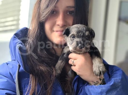 Minyatür Schnauzer Yavru(Bursa Köpek Okulu)