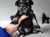 Minyatür Schnauzer Yavru(Bursa Köpek Okulu)
