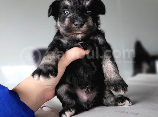 Minyatür Schnauzer Yavru(Bursa Köpek Okulu) görsel