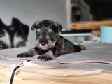 Minyatür Schnauzer Yavru(Bursa Köpek Okulu)