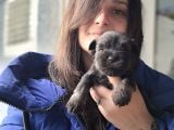 Minyatür Schnauzer Yavru(Bursa Köpek Okulu)