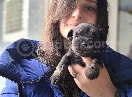 Minyatür Schnauzer Yavru(Bursa Köpek Okulu) görsel