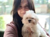 Maltese Yavru (Bursa Köpek Okulu)