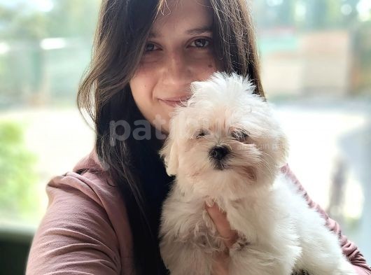 Maltese Yavru (Bursa Köpek Okulu)