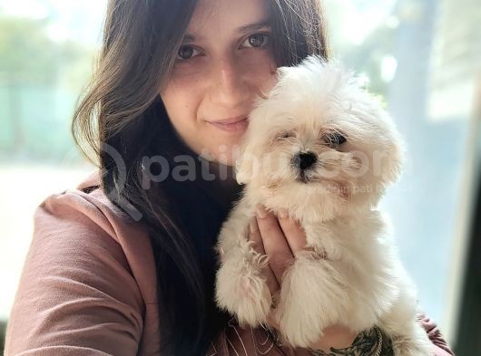 Maltese Yavru (Bursa Köpek Okulu) görsel
