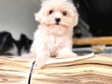Maltese Yavru (Bursa Köpek Okulu)