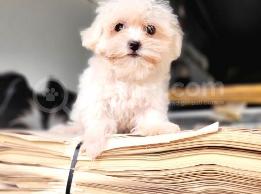 Maltese Yavru (Bursa Köpek Okulu) görsel
