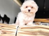 Maltese Yavru (Bursa Köpek Okulu)
