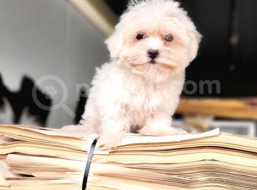 Maltese Yavru (Bursa Köpek Okulu) görsel