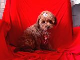 Orji̇nal Toy Poodle Yavrular