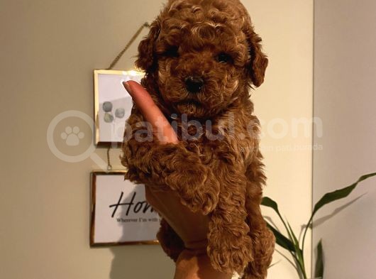 Pasaportlu Toypoodle Bebeklerimiz görsel