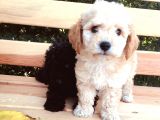 Safkan Toypoodle Irkgaranti̇li̇