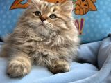 British Longhair Yavrumuz