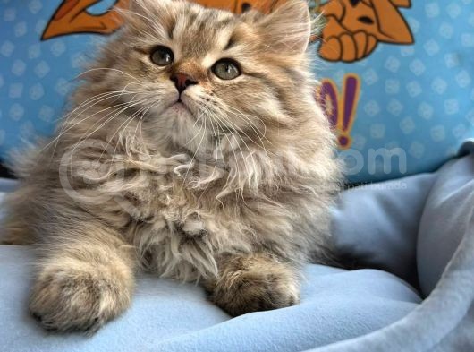 British Longhair Yavrumuz görsel