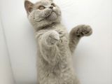 British Shorthair Orjinal 3 Aylik Son Yavrular - 1 Di̇şi̇ 1 Erkek